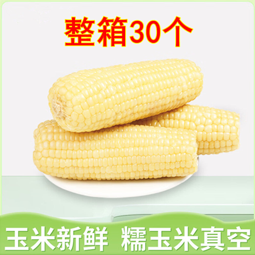 華華白糯玉米1個入* 30个整箱 中国东北甜糯玉米 又甜又糯 非转基因